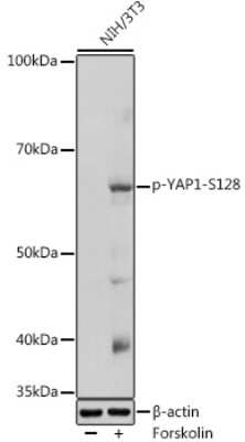 Western Blot: YAP1 [p Ser128] AntibodyAzide and BSA Free [NBP3-16939]